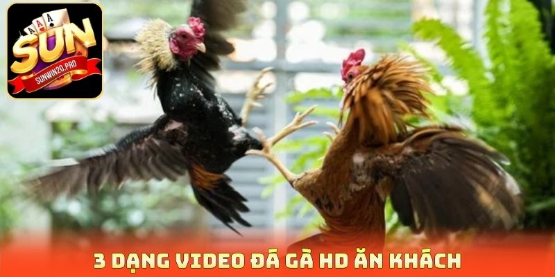 3 dạng video đá gà HD ăn khách