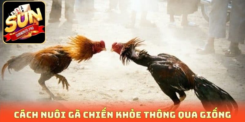 Cách nuôi gà chiến khỏe thông qua giống