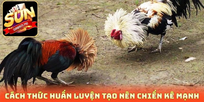 Cách thức huấn luyện tạo nên chiến kê mạnh