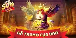 Gà Thomo Cựa Dao