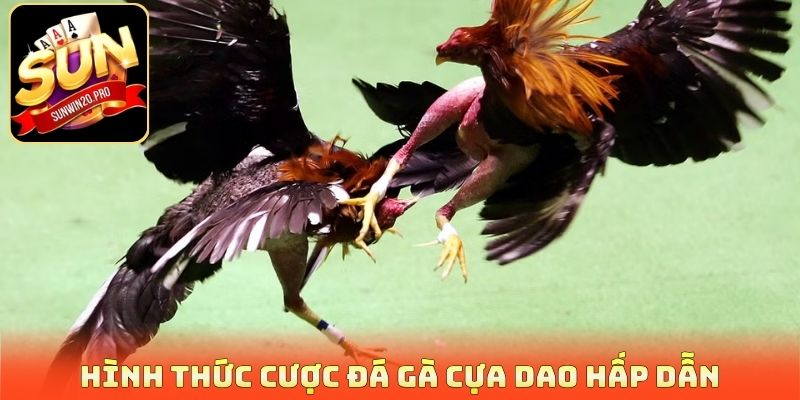 Hình thức cược đá gà cựa dao hấp dẫn
