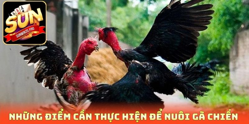 Những điểm cần thực hiện để nuôi gà chiến 
