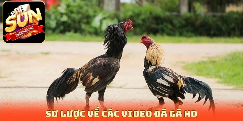 Sơ lược về các video đá gà HD