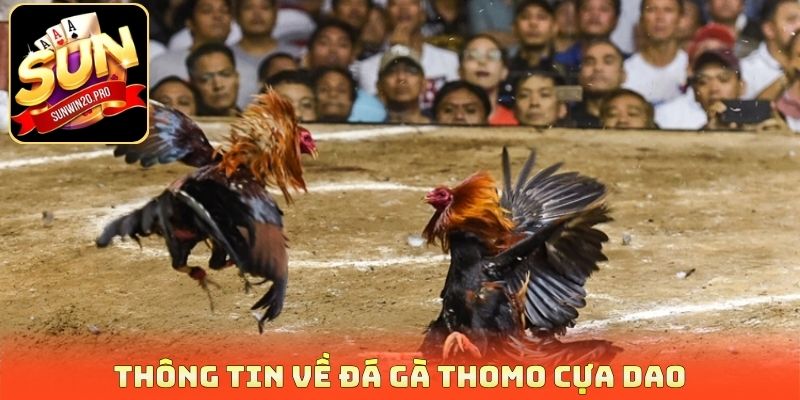Thông tin về đá gà thomo cựa dao
