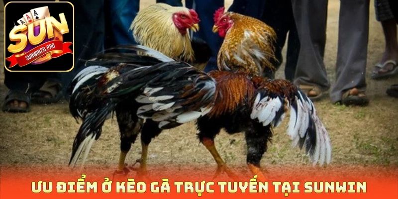 Ưu điểm ở kèo gà trực tuyến tại Sunwin
