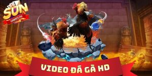 Video Đá Gà HD